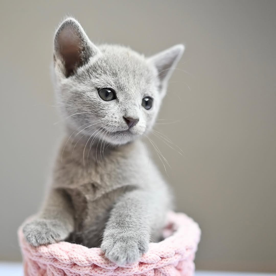 Azura - Russian Blue Kitten Female