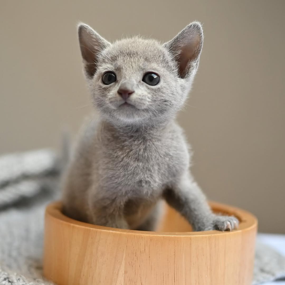 Bella - Russian Blue Kitten Female