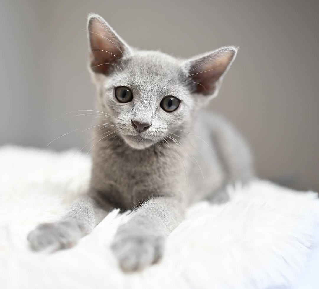 Russian Blue Kitten Celeste - Main Photo