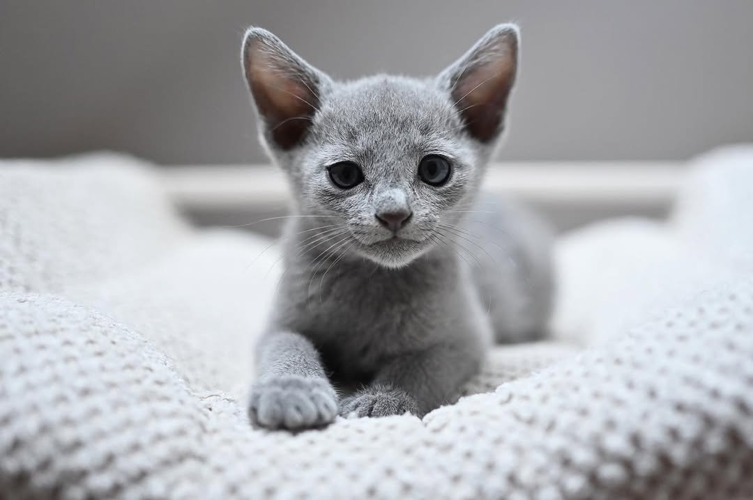 Russian Blue Kitten Leo - Main Photo