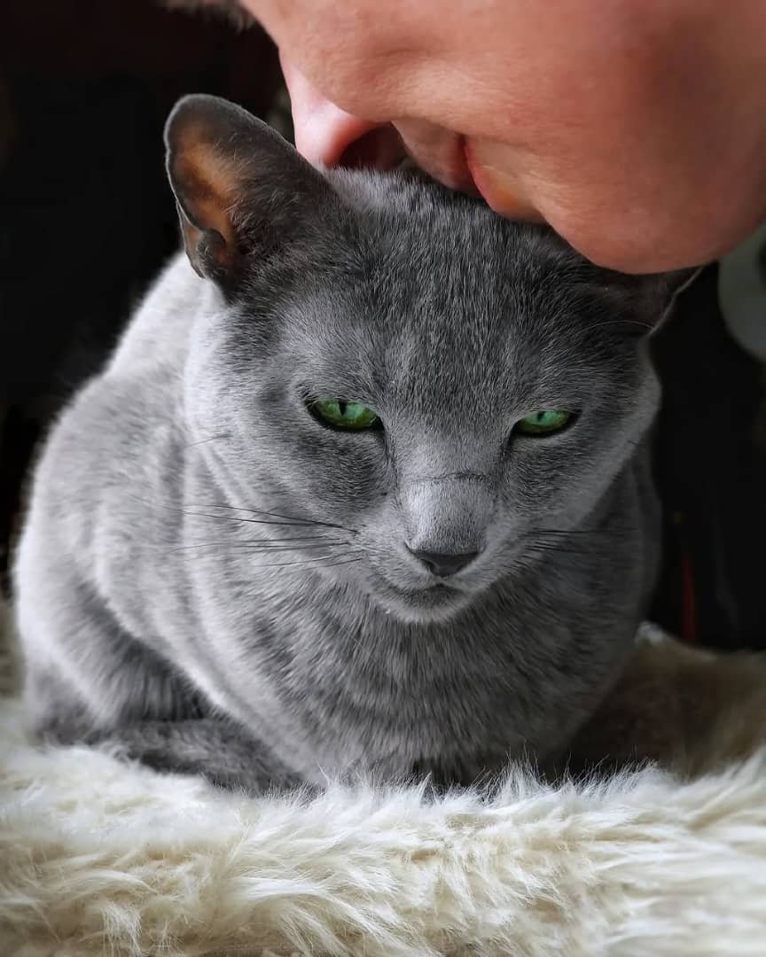 Silvermist Russian Blue