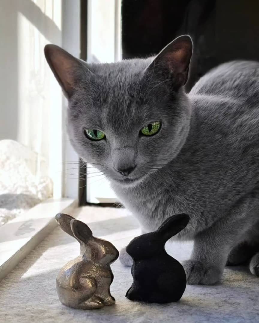 Russian Blue Kittens