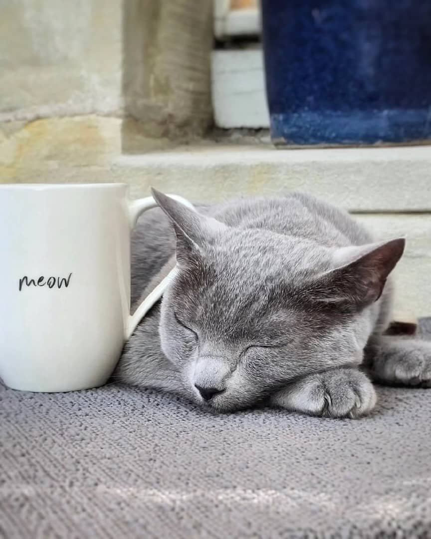 Russian Blue Kittens Texas