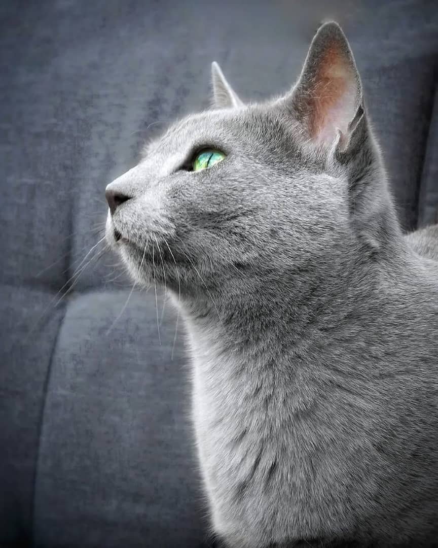 Adopt Russian Blue Texas